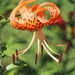 July 14: Tiger Lily by daisymiller