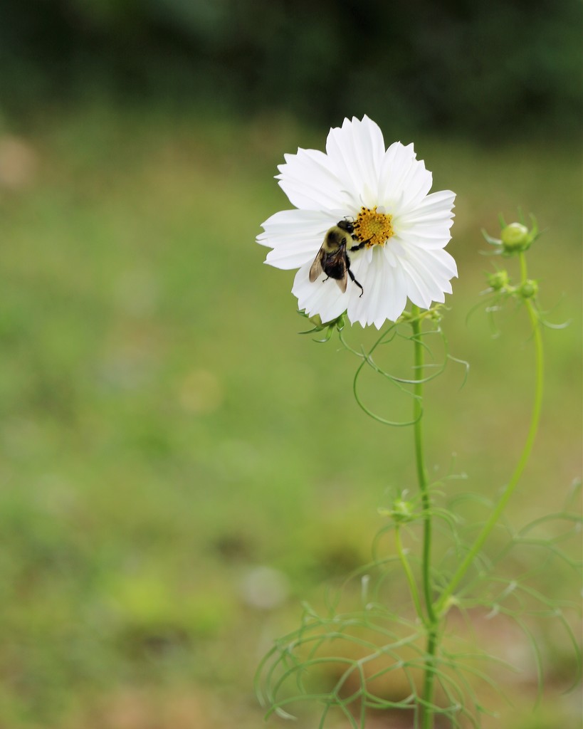 July 15: Bee and Cosmos by daisymiller