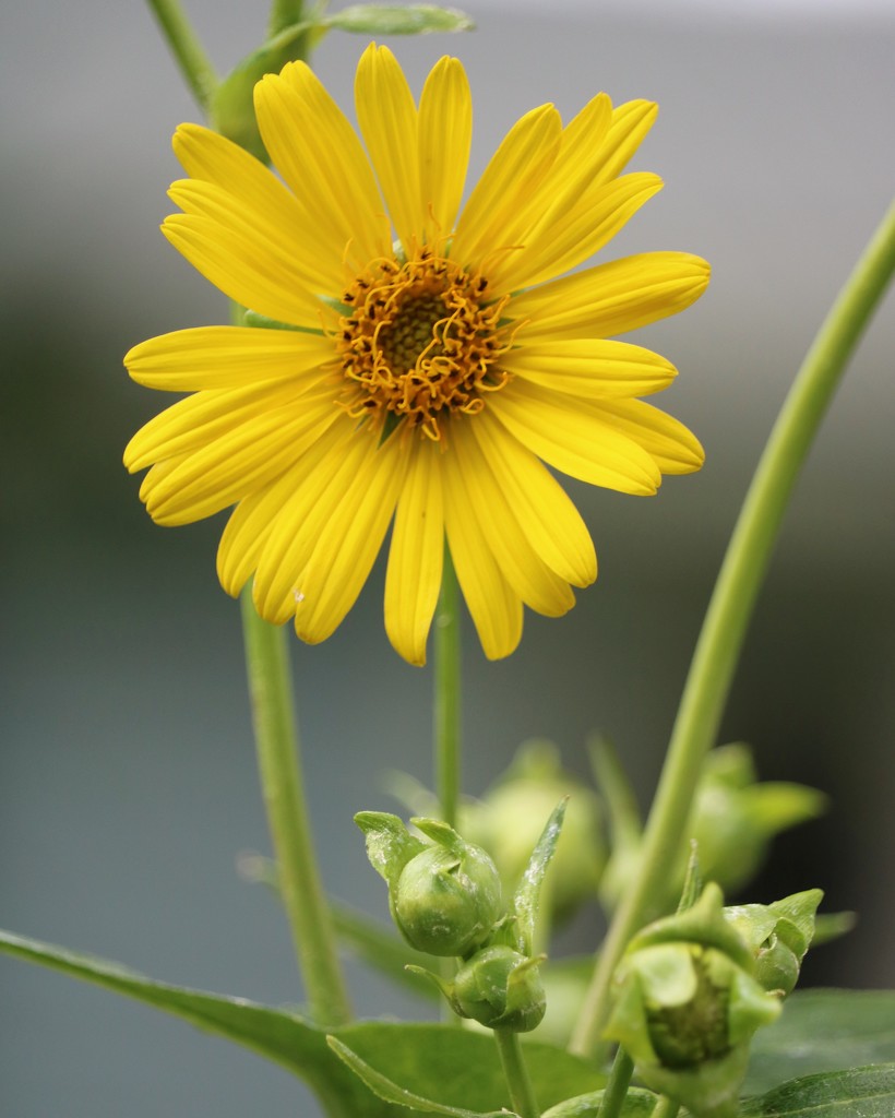 July 16: Rosinweed by daisymiller