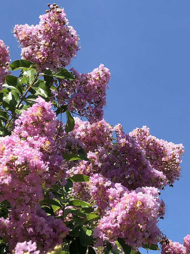 Pink Crepe Myrtle, Blue Sky by homeschoolmom
