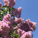 Pink Crepe Myrtle, Blue Sky by homeschoolmom