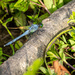 Dragonfly on Log by marylandgirl58