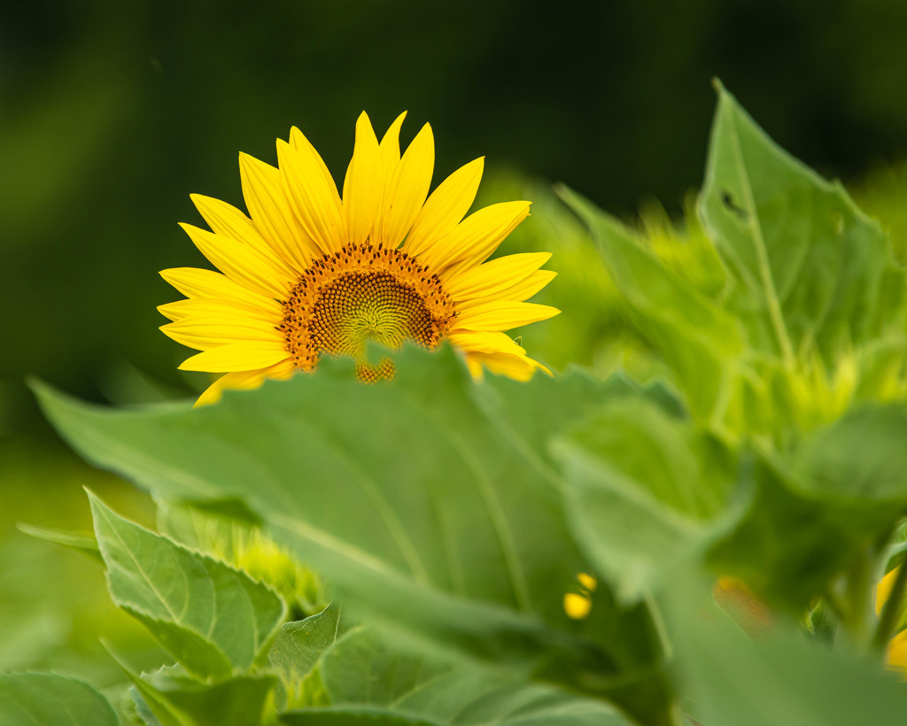 Peek-a-boo Sunflower by marylandgirl58