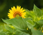 17th Jul 2020 - Peek-a-boo Sunflower