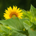 Peek-a-boo Sunflower by marylandgirl58