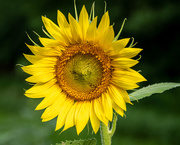 17th Jul 2020 - Full On Sunflower