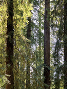 17th Jul 2020 - Redwoods