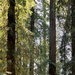 Redwoods by shookchung