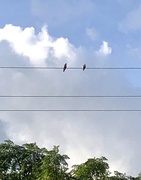 17th Jul 2020 - Birds on a Wire 