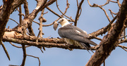 17th Jul 2020 - Swallowtail Kite, in the Tree!