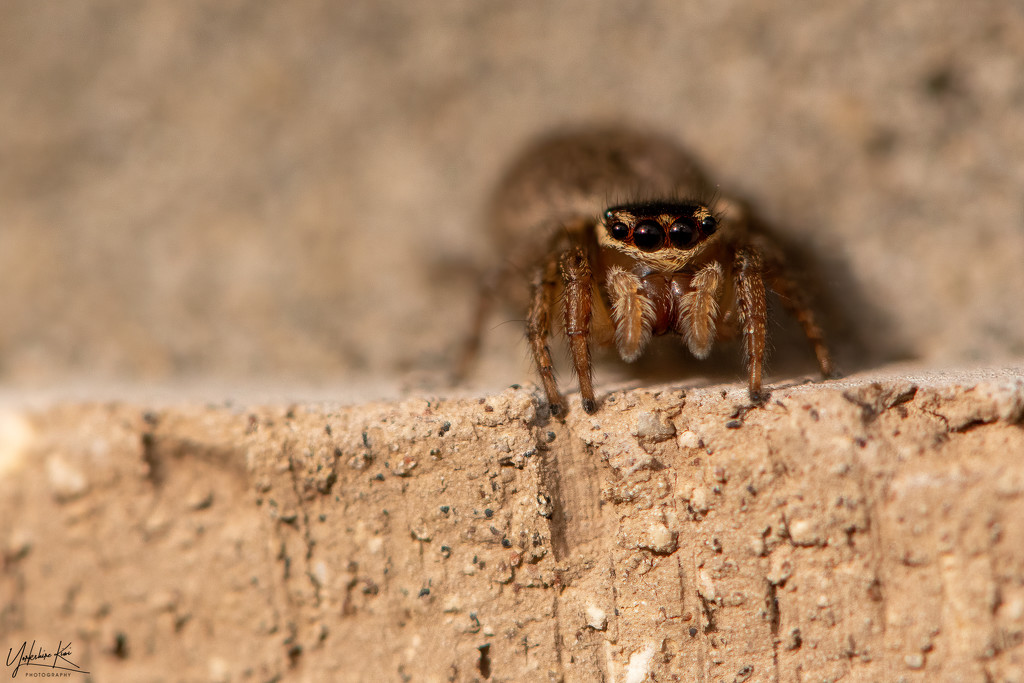Jumping Spider by yorkshirekiwi