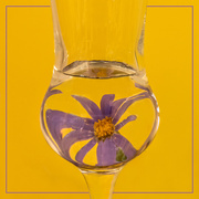 18th Jul 2020 - Tiny flower refracted in a grappa glass