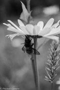 17th Jul 2020 - Bee the Daisy