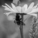 Bee the Daisy by theredcamera