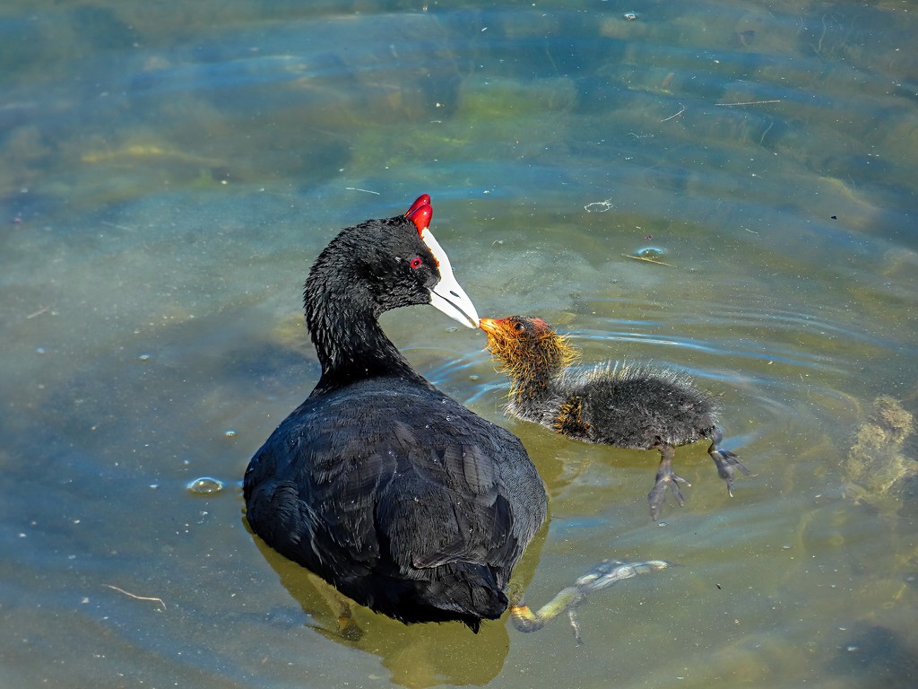 Red knobbed Coot by ludwigsdiana