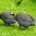 Guinea Fowl-Play by ajisaac