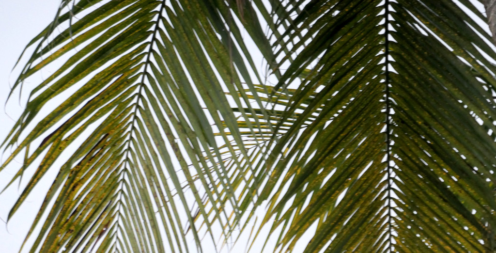 Coconut Fronds by lilh