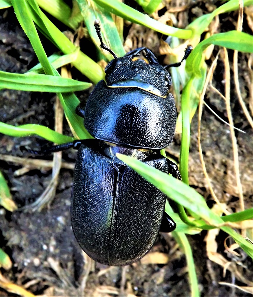 Big black bug by ajisaac