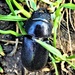 Big black bug by ajisaac