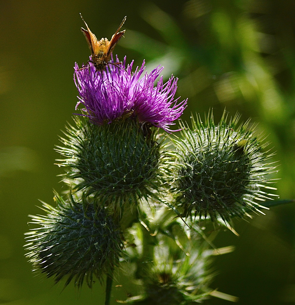 Thistle and Butterfly by redandwhite
