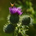 Thistle and Butterfly by redandwhite