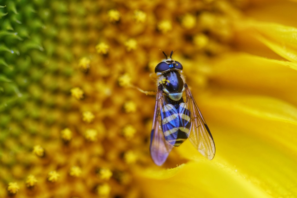 Hover fly by mattjcuk