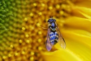 18th Jul 2020 - Hover fly