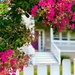 Crepe Myrtle Blossoms Line the Drive by gardenfolk
