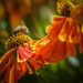 pollen paradise by pistache