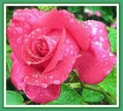 18th Jul 2020 - Beautiful rose with raindrops.