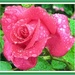Beautiful rose with raindrops. by grace55