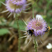 bumblebees in a thistle by parisouailleurs