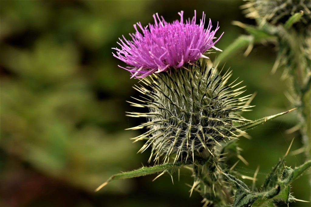 thistle by christophercox