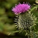 thistle by christophercox