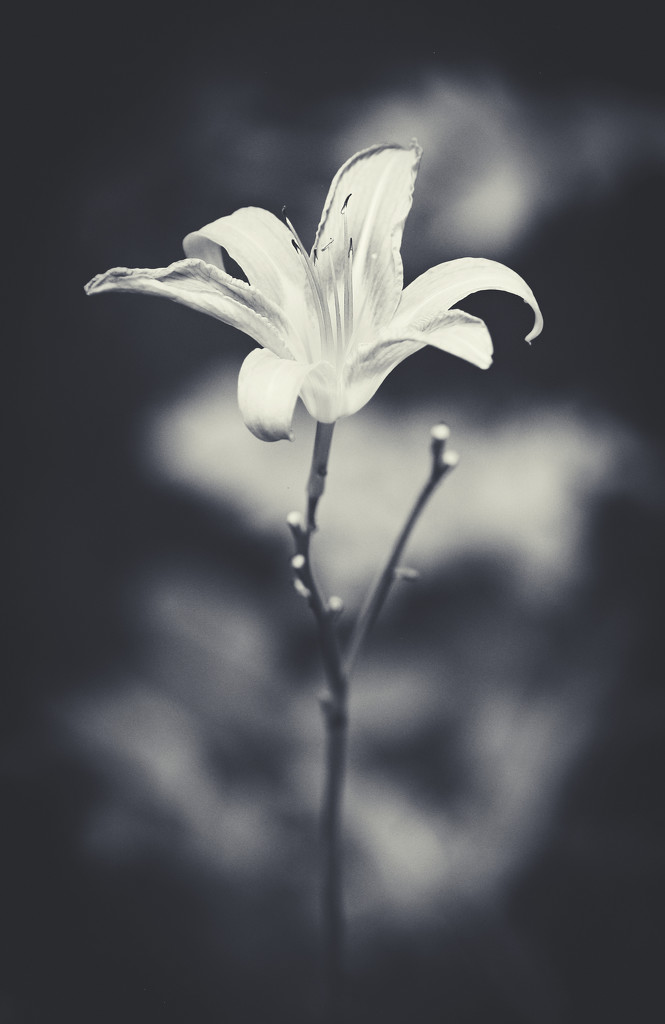Lily in the Woods by juliedduncan