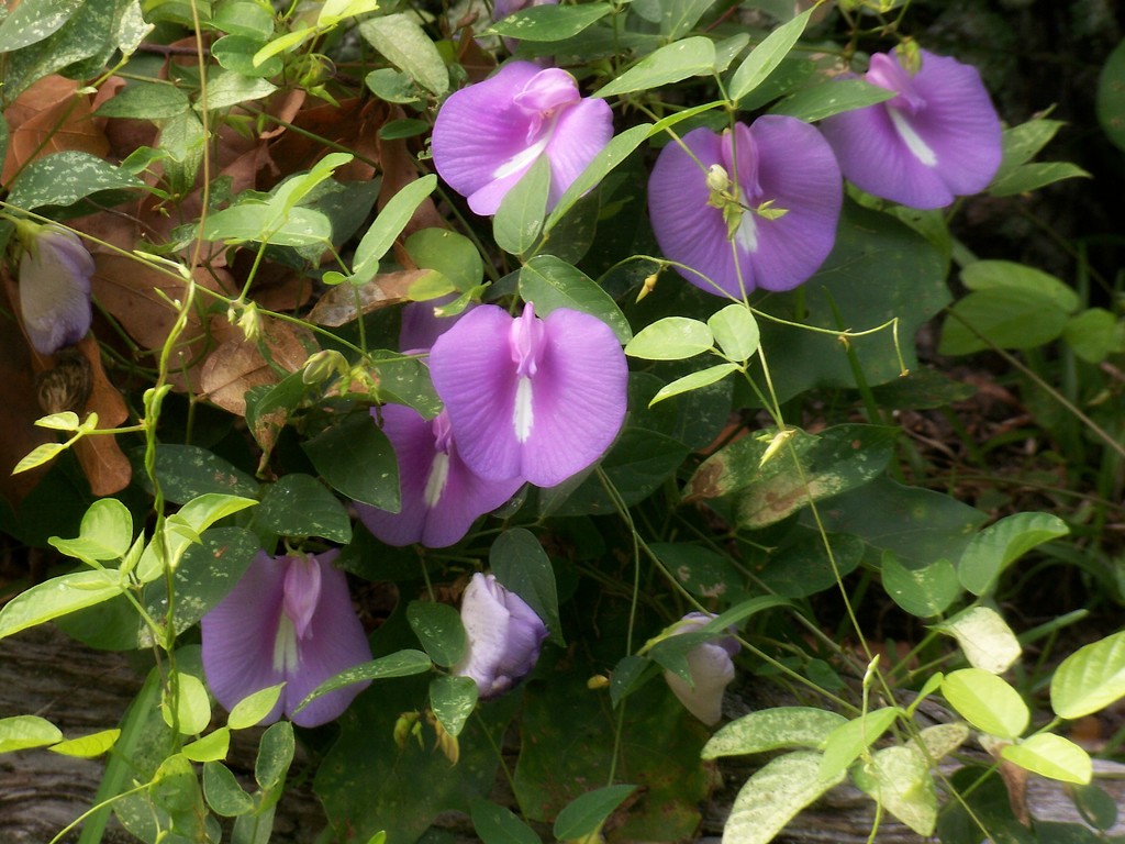 Wildflower - Butterfly Pea blossoms... by marlboromaam