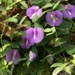 Wildflower - Butterfly Pea blossoms... by marlboromaam