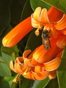 18th Jul 2020 - Orange trumpet vine (?) and a hard working bee. 