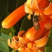 Orange trumpet vine (?) and a hard working bee.  by johnfalconer