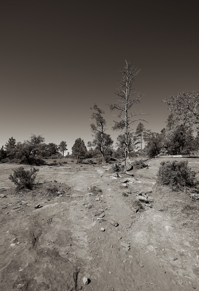arizona landscape  by blueberry1222