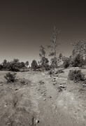 18th Jul 2020 - arizona landscape 
