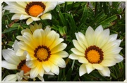 18th Jul 2020 - Pretty daisies 