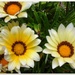 Pretty daisies  by beryl
