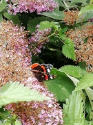 17th Jul 2020 - Butterfly survey begins today so here is a red admiral. 