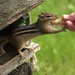 Chipmunk and Peanuts by radiogirl