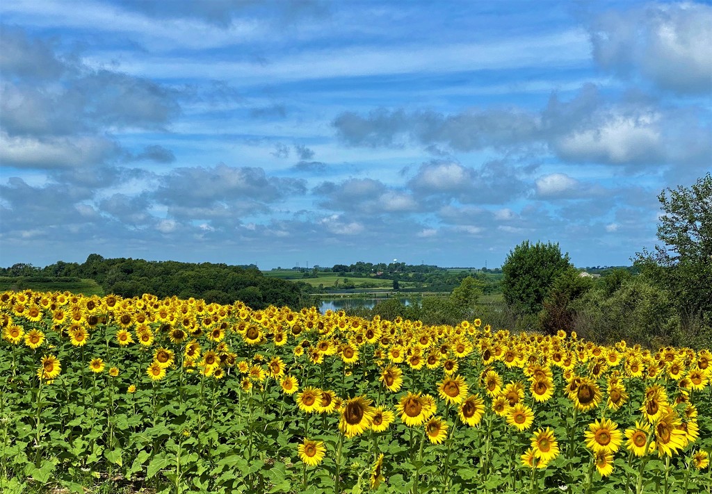 State Park Sunflowers by lynnz
