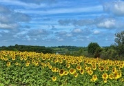 17th Jul 2020 - State Park Sunflowers