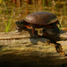 painted turtle  by rminer