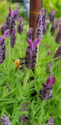 18th Jul 2020 - Lavender and Bee 