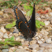 18th Jul 2020 - Red-spotted admiral butterfly